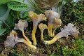 Craterellus melanoxeros-amf387-2
